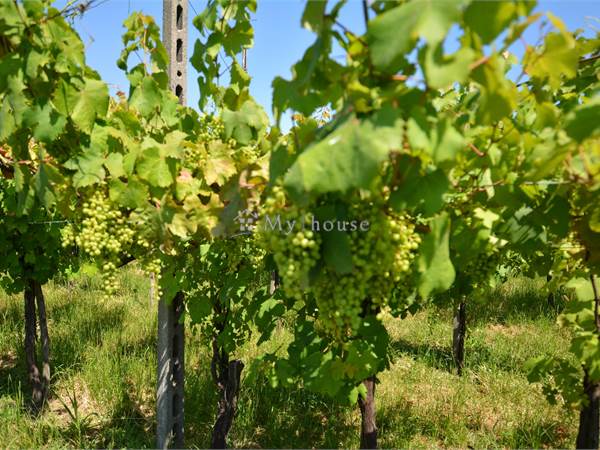 Terreno agricolo vitato. Sole, silenzio e vino biologico