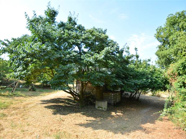 Vigneto 2.000 mq con diritti di impianto e ottima esposizione