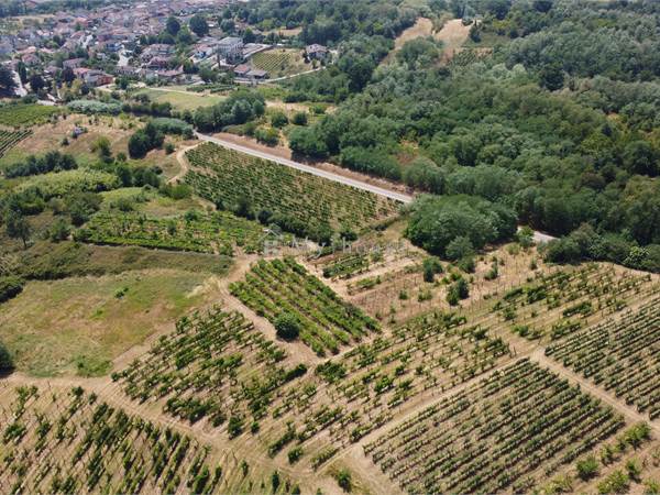 Parco della collina: 2 ettari di vigneto accorpati